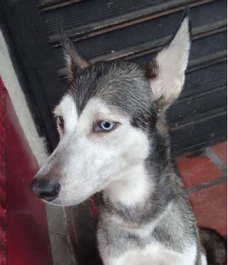 Esta hermosa lobita fue rescatada en la calle: Está resguardada y se busca a su dueño