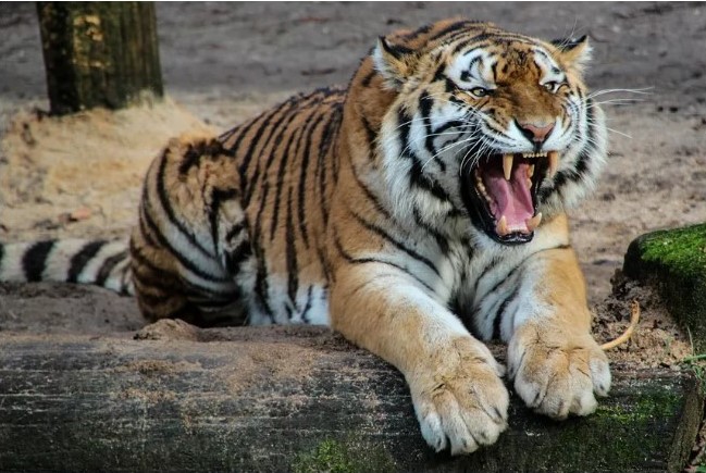 Reportan el ataque asesino de un tigre en Barinas