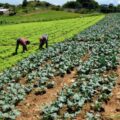 Fedeagro: Productores agrícolas venezolanos buscan financiamiento para impulsar la producción