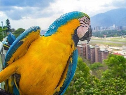 Denuncian que las Guacamayas chocan contra canchas de pádel en Caracas y resultan heridas