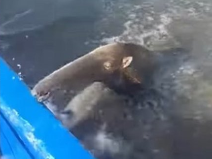 Rescataron un oso hormiguero gigante en la laguna de Ologa en Zulia: Casi se ahoga