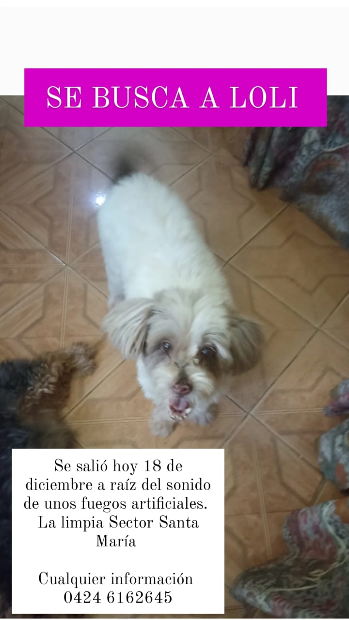 Servicio público: Se busca la perrita Loli