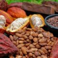 Asociación Nacional de Productores de Cacao de Venezuela pide fijar un precio más razonable en el mercado internacional