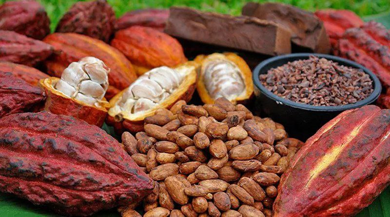 Asociación Nacional de Productores de Cacao de Venezuela pide fijar un precio más razonable en el mercado internacional