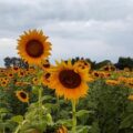 ¡Qué belleza es Venezuela! Así arranca la nueva temporada de girasoles en Portuguesa