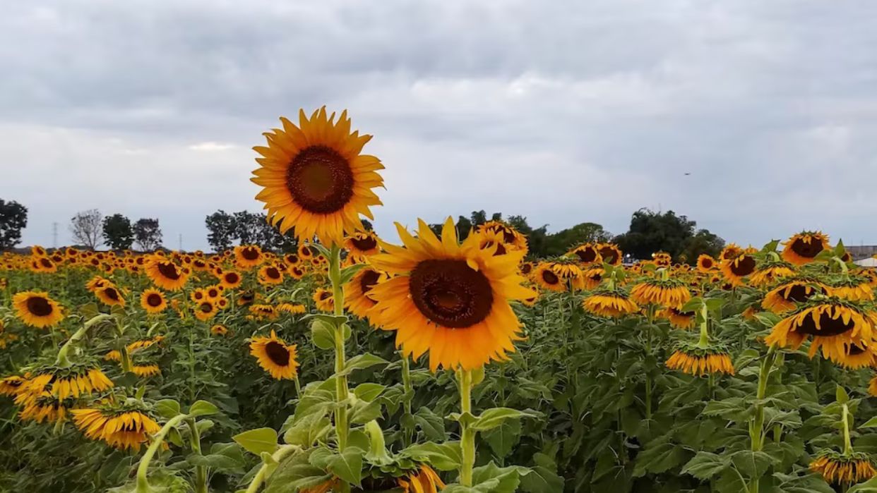 ¡Qué belleza es Venezuela! Así arranca la nueva temporada de girasoles en Portuguesa