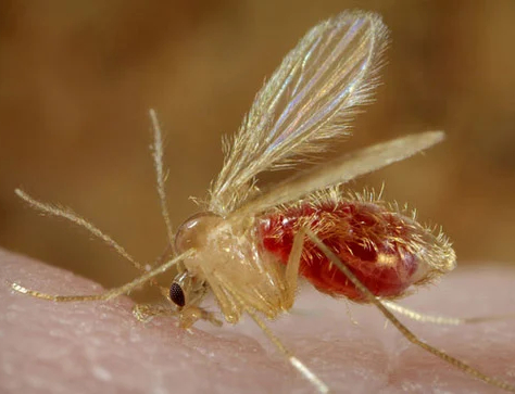 Científico venezolano desarrolla tratamiento contra la leishmaniasis