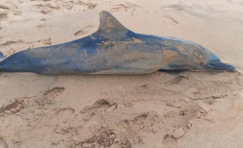 Muerte de delfines en aguas venezolanas alerta a las autoridades