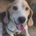 Ofrecen recompensa para hallar a este perrito extraviado por los alrededores de El Varillal