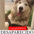 Servicio público: Se extravió Rocky