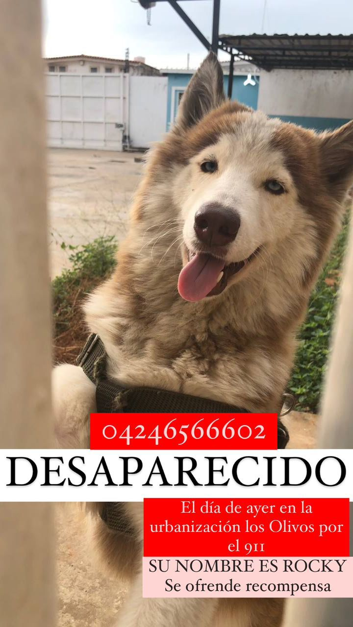 Servicio público: Se extravió Rocky