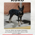 Servicio público: Se busca a Kuro