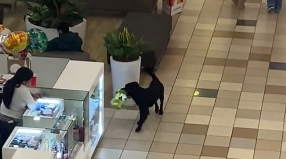 Perrito se viraliza por ser perseguido en un centro comercial tras robar un peluche