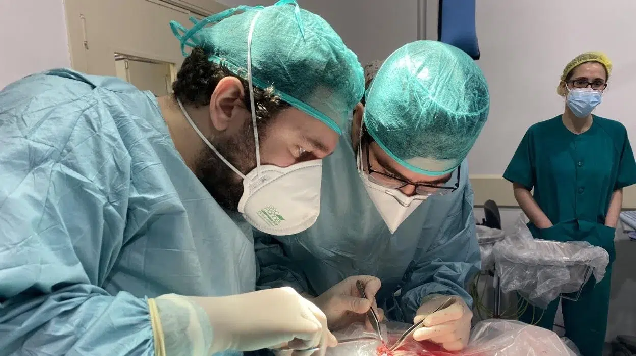 Equipo médico en Roma logró extirpar un tumor renal de 1,5 kilos que se extendió al corazón de una niña de 8 años