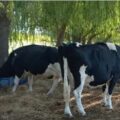 Muerto hombre tras ser pateado por una vaca al intentar violarla en Brasil