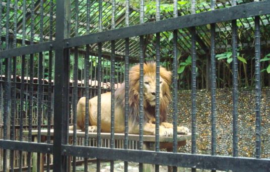 En Mérida: Vigilante borracho quiso acariciar a un león del zoológico y perdió el brazo