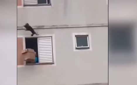 Mujer atrapó con una caja a un perrito para no dejarlo caer de un edificio en Brasil