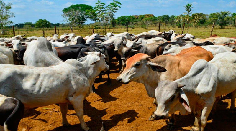 Más de un 20 % se incrementa la producción nacional de carne al inicio del año