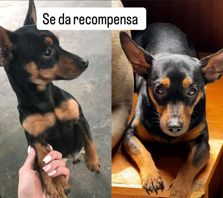 Se extravió Tommy en el sector Gallo Verde: Se ofrece recompensa