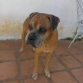 La cachorrita Sharon se extravió y sus dueños la buscan intensamente