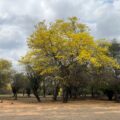 Comienza el espectáculo amarillo: Los Curarires en el Jardín Botánico