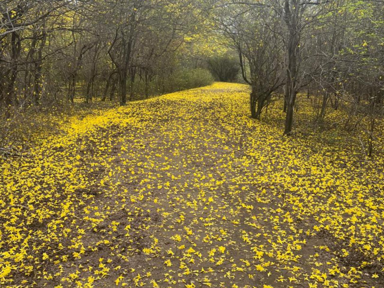 La floración de los Curarires engalanará el Jardín Botánico de Maracaibo el próximo fin de semana