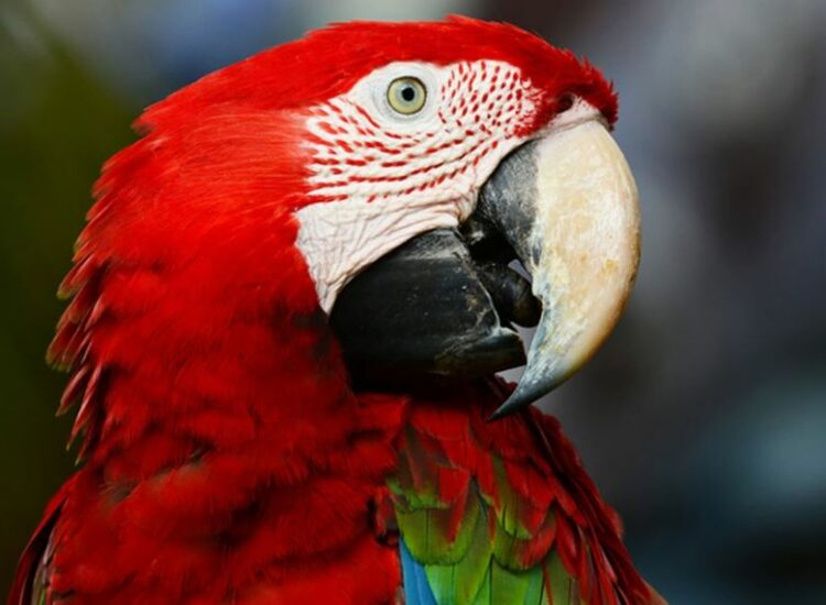 Sofía, la guacamaya que pide arepa en lugar de fruta y se hace viral