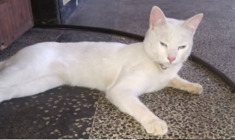 Unos niños lloran por ‘Kimba’: El gatico que desapareció en el sector 18 de Octubre