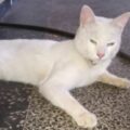 Apareció Kimba, el gato por el que lloraban los niños de la C-2 de Maracacibo