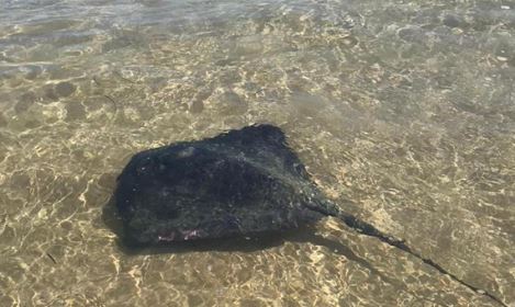 Cinco personas picadas por rayas en playas de Mara