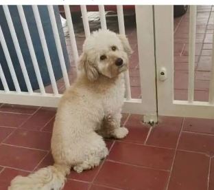 Se extravió el perrito Blue en La Floresta: Sus dueños agradecen y darán recompensa a quien lo ubique