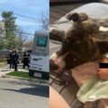 Pitbull de la familia asesinó a bebé de siete meses en Ohio, Estados Unidos