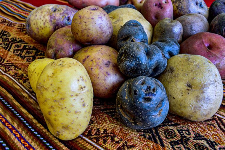 Cada 30 de mayo, se conmemora el Día internacional de la Papa:  El tubérculo que alimentó al mundo