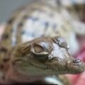 Liberaron crías de cocodrilo del Orinoco para evitar su extinción