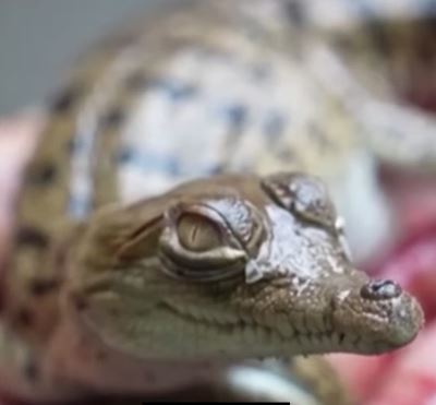 Liberaron crías de cocodrilo del Orinoco para evitar su extinción