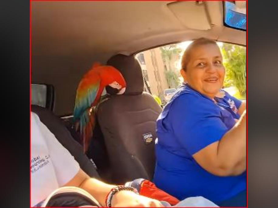 Una Guacamaya se convirtió en la pasajera sorpresa de un vehículo