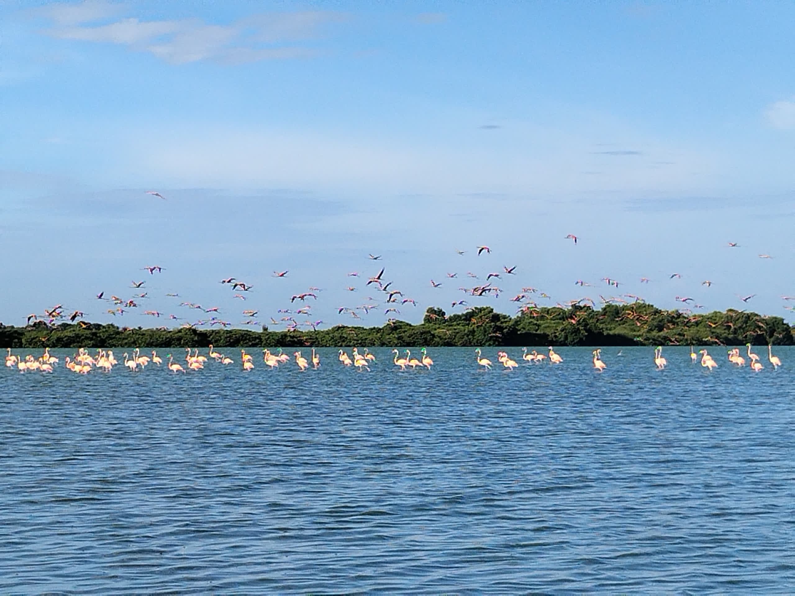 Laguna de Las Peonías: Joya zuliana, espejo de biodiversidad y hogar de flamencos rosados