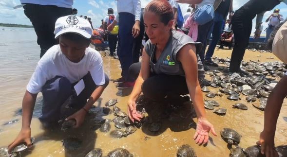 Liberaron más de 22 mil tortuguillos en el Orinoco