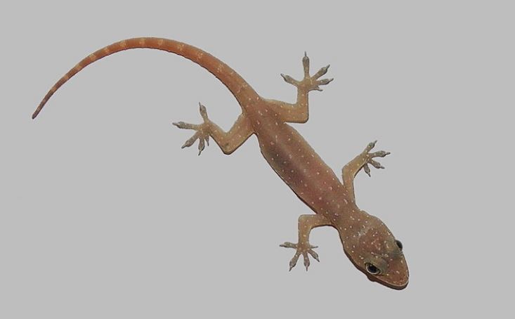 Biólogos de Texas identificaron nueva especie de lagartija en Venezuela