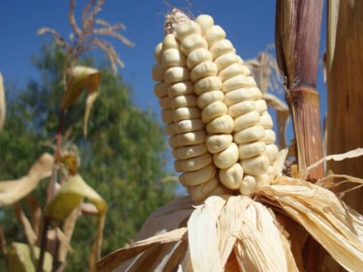 Producción nacional de maíz blanco cubre el 80 % del consumo interno