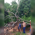 Familias del Barrio Libertad piden intervención  por caída de un árbol seco que afectó el servicio eléctrico en el sector