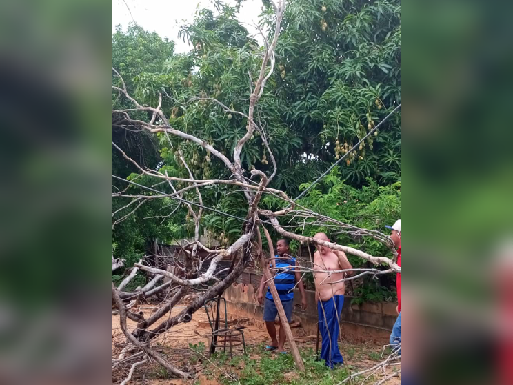 Familias del Barrio Libertad piden intervención  por caída de un árbol seco que afectó el servicio eléctrico en el sector