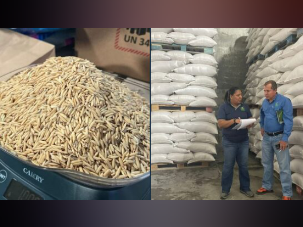 Panamá exporta más de 80 mil kilos de semillas de arroz de alta calidad a Venezuela
