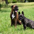 Un verdadero ángel guardián: Perro bóxer salva a bulldog francés que sufría un ataque de epilepsia