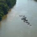 Una enorme anaconda fue captada en el Amazonas