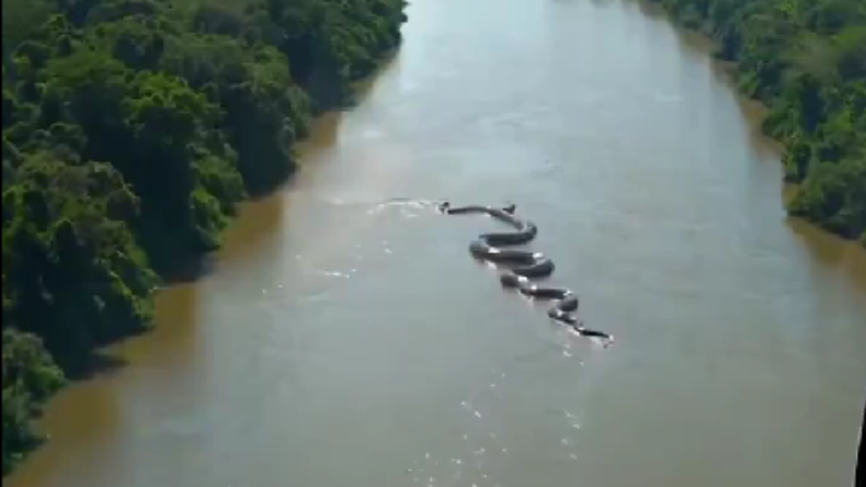 Una enorme anaconda fue captada en el Amazonas