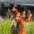 Brasil confirma primer brote de gripe aviar en aves de corral comerciales