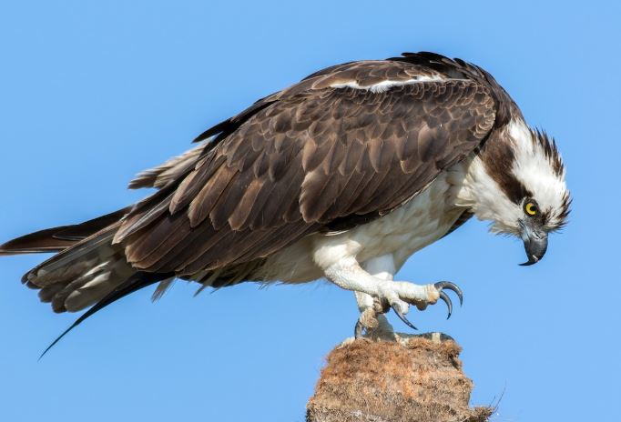 Rescatan un águila o gavilán pescador herido en el Lago y solicitan ayuda de los organismos competentes
