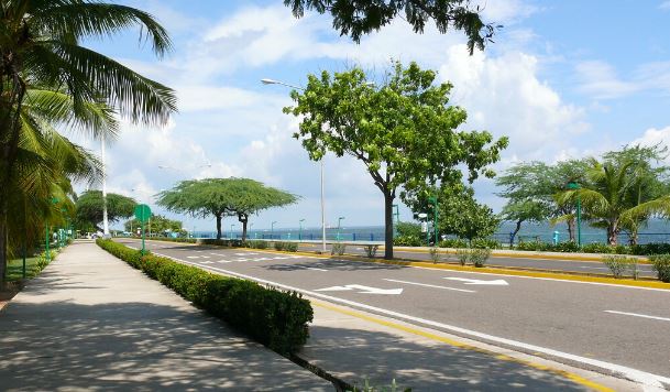 Lo bueno de las lluvias: Resurge el reverdecer en Maracaibo
