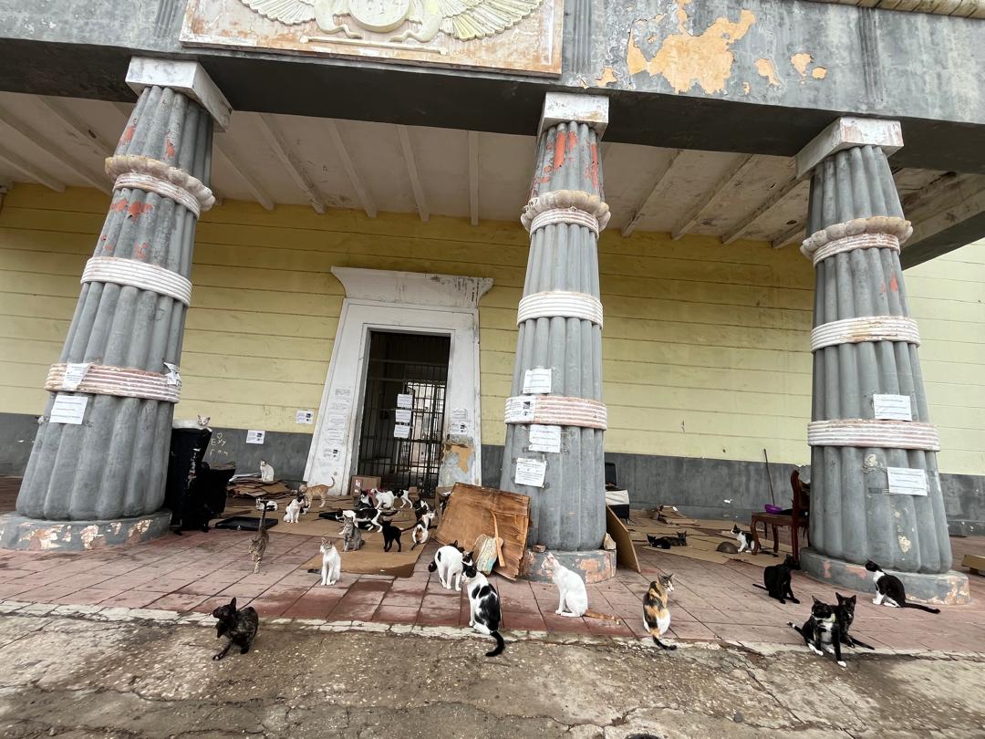 Regresaron los gatos al Retén de Bella Vista